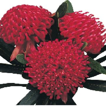 Telopea 'Braidwood Brilliant'