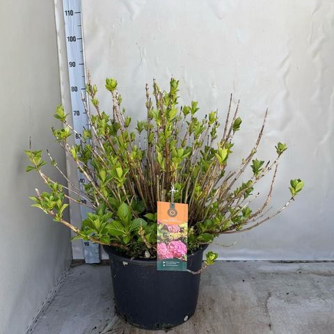 Hydrangea macrophylla 'Alpenglühen'