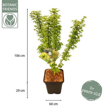 Acer palmatum 'Shishigashira'