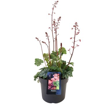 Heuchera 'Paris'