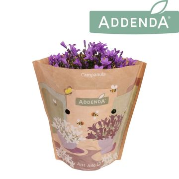 Campanula portenschlagiana AMBELLA INTENS PURPLE