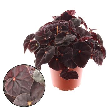 Begonia MAGIC COLOURS CONGA