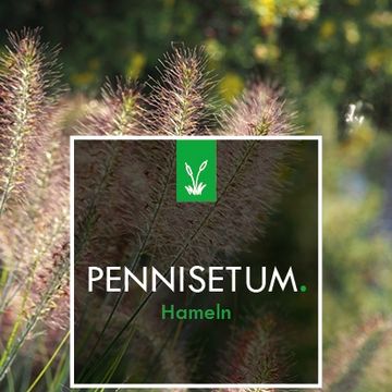 Pennisetum alopecuroides 'Hameln'