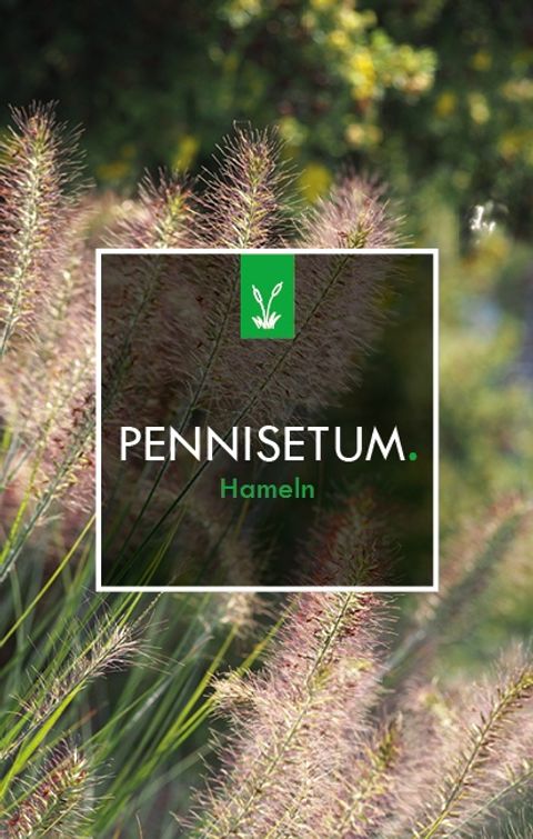 Pennisetum alopecuroides 'Hameln'