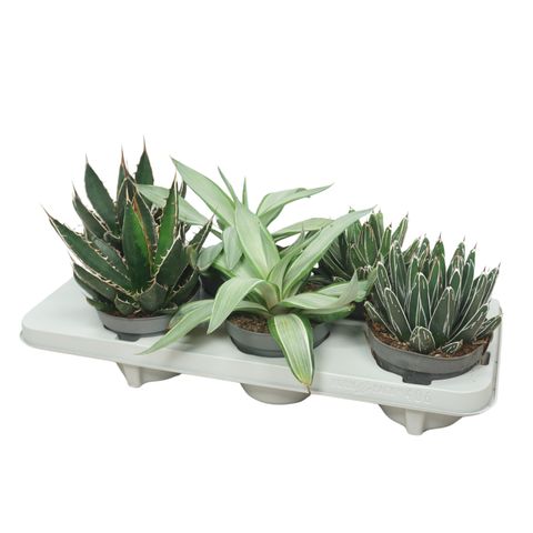 Agave MIX