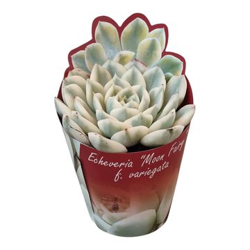 Echeveria 'Moon Fairy Variegata'