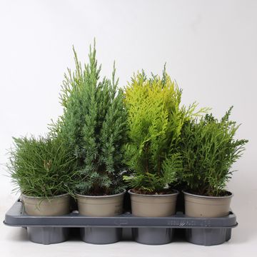 Conifers MIX