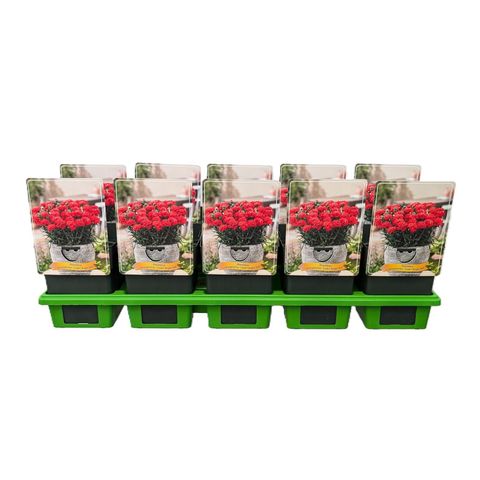 Dianthus CODE BRIGHT RED