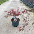 Acer palmatum ROYAL GARNET