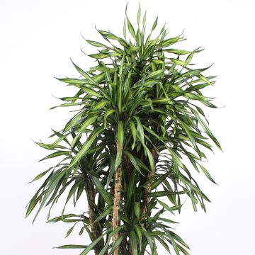 Dracaena fragrans RIKI