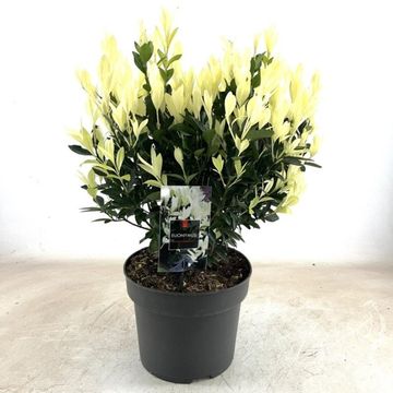 Euonymus japonicus EXTRAVAGANZA