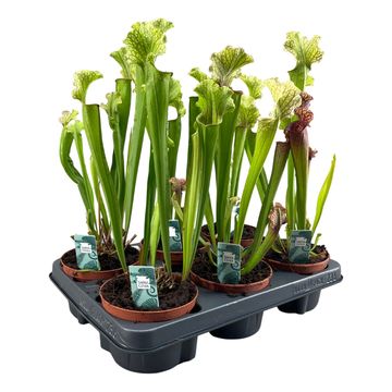 Sarracenia x readii 'Farnhamii'