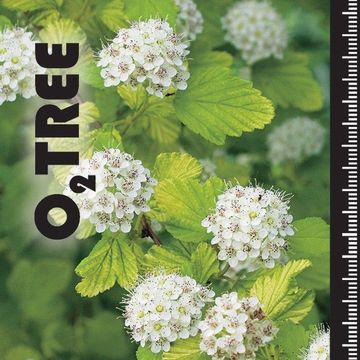 Physocarpus opulifolius 'Luteus'