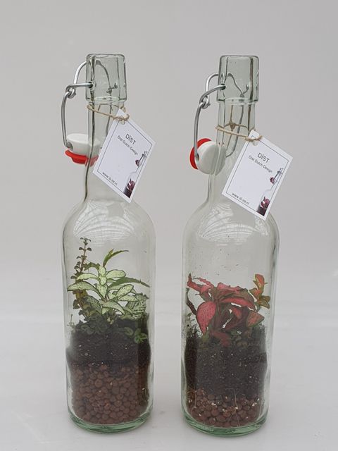 Arrangement Houseplants