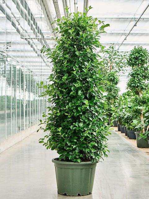 Ficus microcarpa 'Moclame'