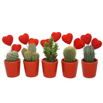 Cactus MIX IN POT