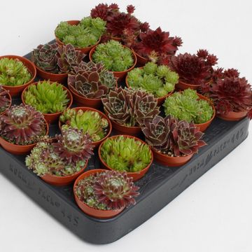 Sempervivum MIX