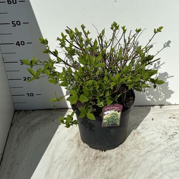 Hydrangea paniculata 'Limelight'