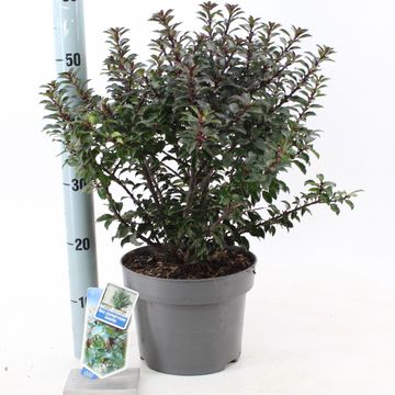 Ilex x meserveae GENTLE