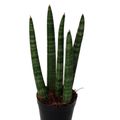 Sansevieria cylindrica 'Spaghetti'