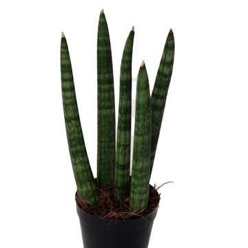 Sansevieria cylindrica 'Spaghetti'