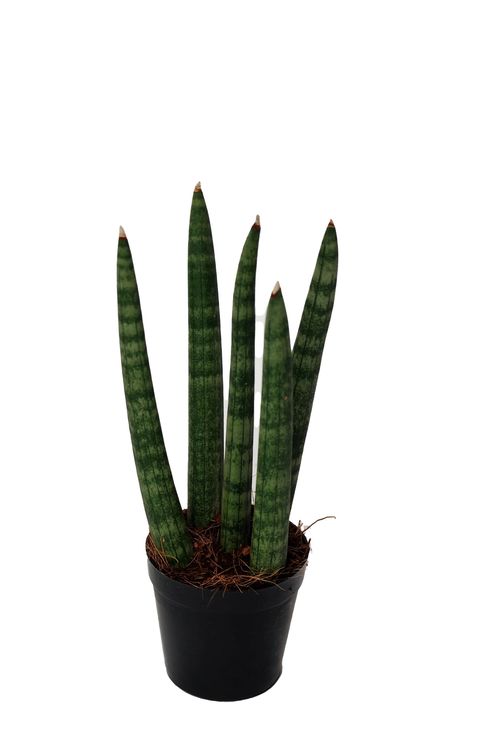 Sansevieria cylindrica 'Spaghetti'