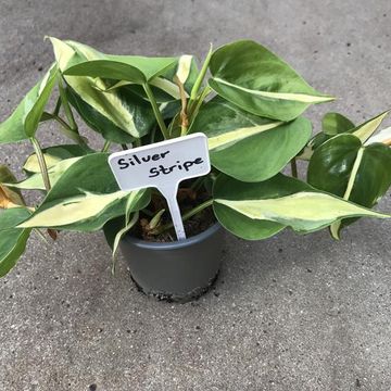 Philodendron 'Silver Stripe'