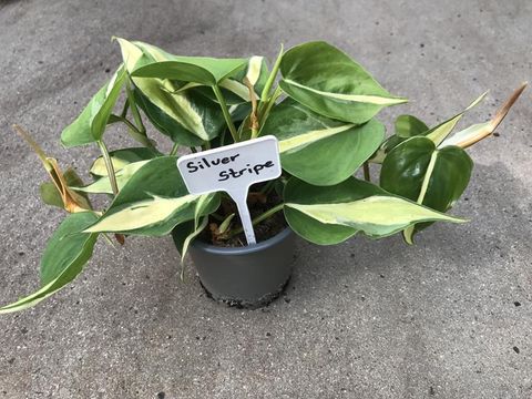 Philodendron 'Silver Stripe'
