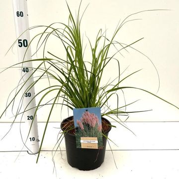 Cortaderia selloana 'Rosea'