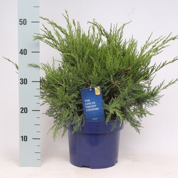 Juniperus x pfitzeriana 'Mint Julep'