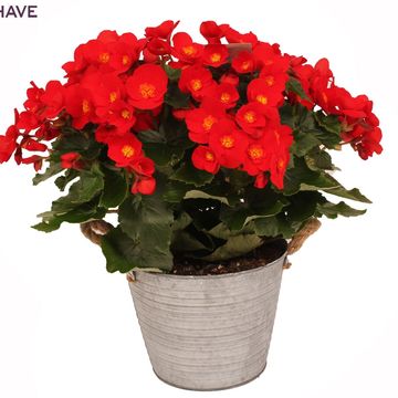 Begonia BELOVE RED
