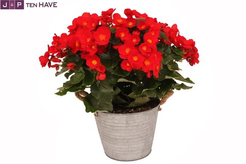 Begonia BELOVE RED