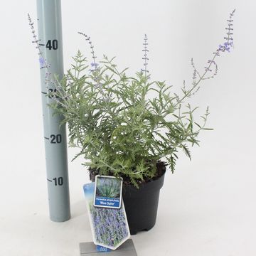 Perovskia 'Blue Spire'