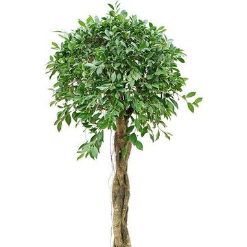 Ficus microcarpa 'Nitida'