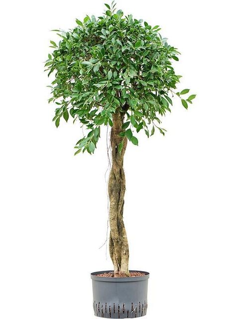 Ficus microcarpa 'Nitida'