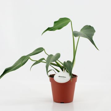 Monstera 'Burle Marx Flame'
