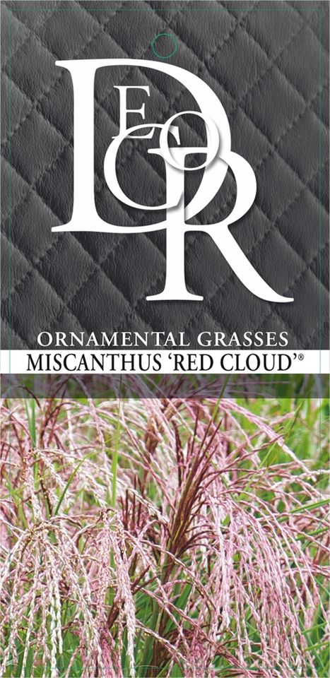 Miscanthus sinensis RED CLOUD