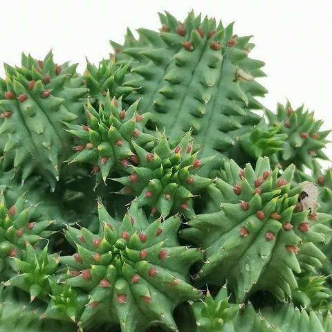 Euphorbia susannae