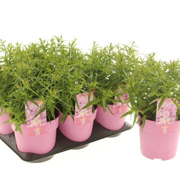 Aster ALPHA LIGHT PINK