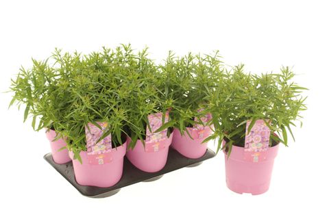 Aster ALPHA LIGHT PINK