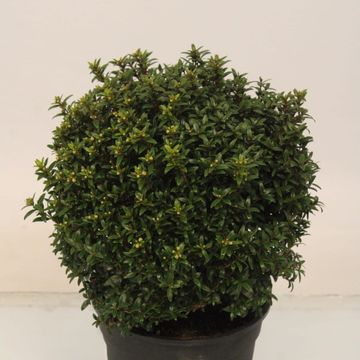 Myrtus communis