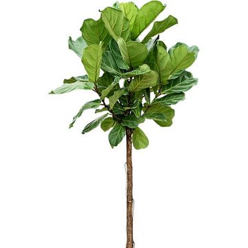 Ficus lyrata
