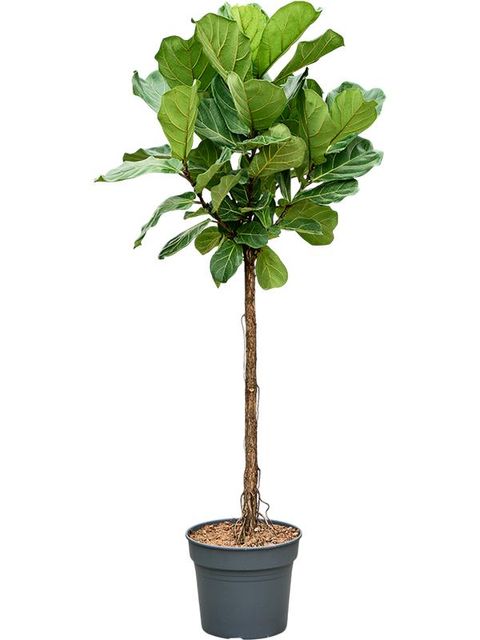 Ficus lyrata