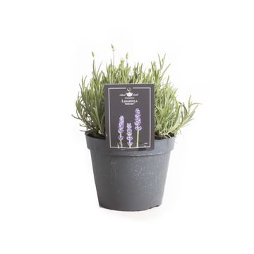 Lavandula angustifolia 'Hidcote'