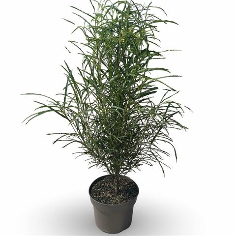 Frangula alnus FINE LINE