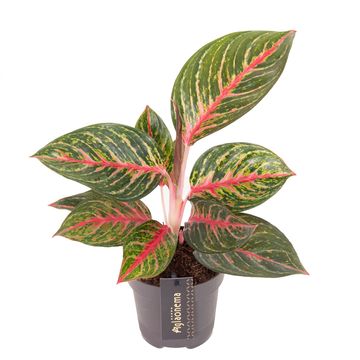 Aglaonema 'Olive Red'