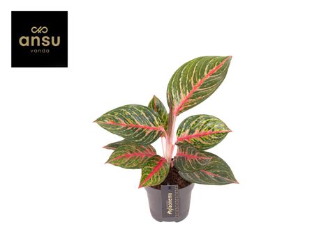 Aglaonema 'Olive Red'