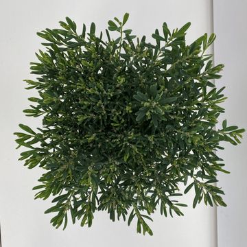 Andromeda polifolia 'Компакта'