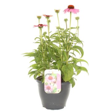 Echinacea LAKOTA ROSE