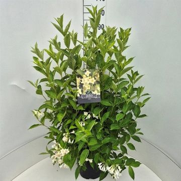 Weigela 'Candida'